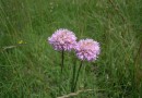 Armeria rumelica ©  Pandion Wild Tours